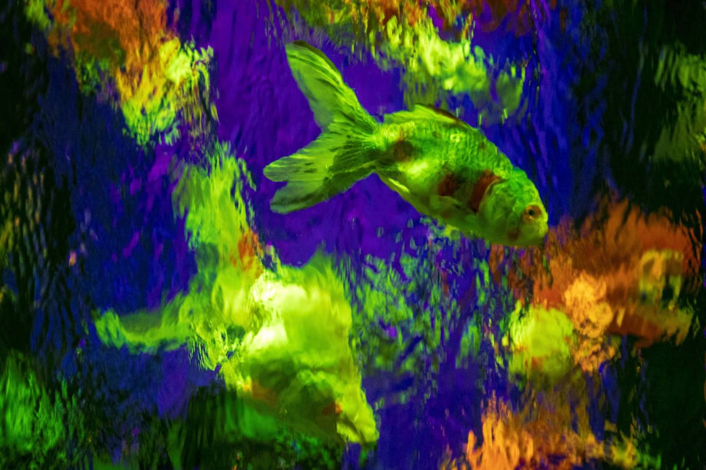 'Reflecterium' es una exposición que tiene lugar una vez al año y es una de las más populares durante el verano de la capital nipona y se ha ganado el cariño de sus habitantes debido a esa mezcla de cultura tradicional con juegos de luces y hasta aromas.