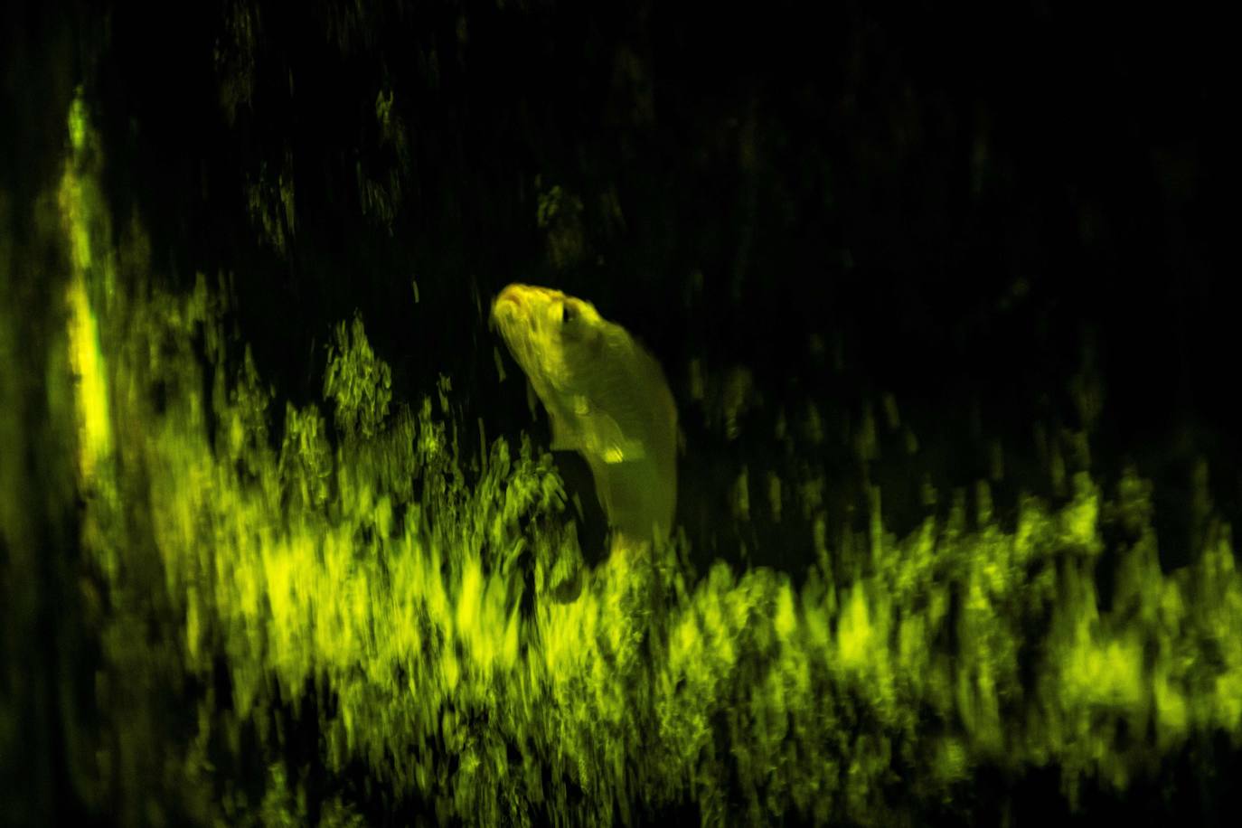 'Reflecterium' es una exposición que tiene lugar una vez al año y es una de las más populares durante el verano de la capital nipona y se ha ganado el cariño de sus habitantes debido a esa mezcla de cultura tradicional con juegos de luces y hasta aromas.