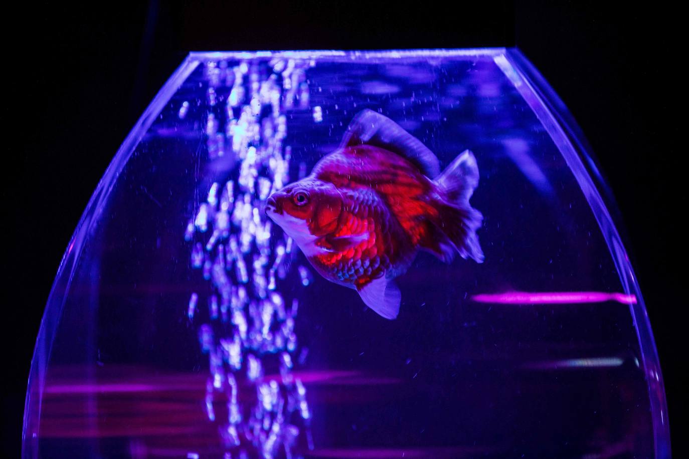 'Reflecterium' es una exposición que tiene lugar una vez al año y es una de las más populares durante el verano de la capital nipona y se ha ganado el cariño de sus habitantes debido a esa mezcla de cultura tradicional con juegos de luces y hasta aromas.