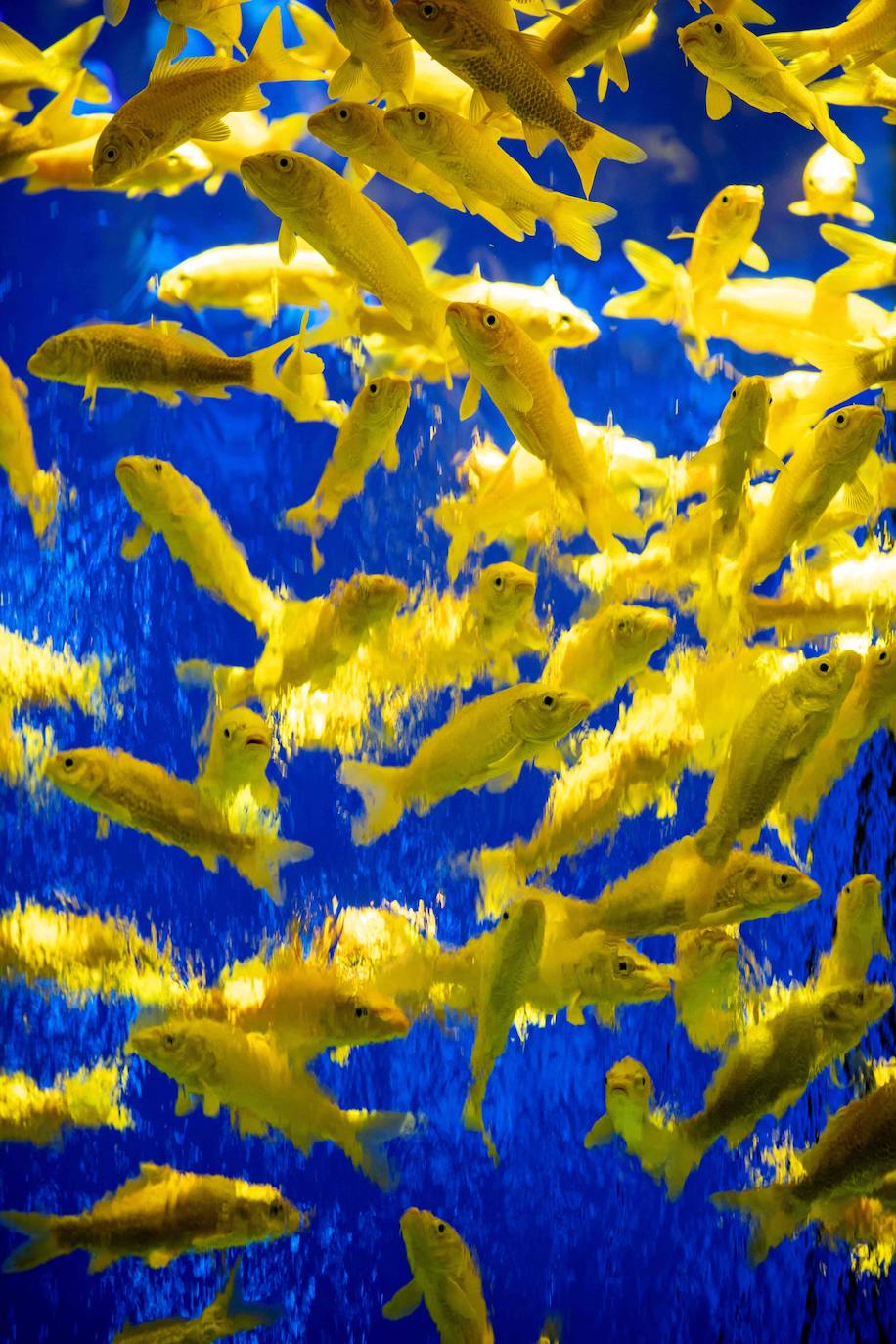 'Reflecterium' es una exposición que tiene lugar una vez al año y es una de las más populares durante el verano de la capital nipona y se ha ganado el cariño de sus habitantes debido a esa mezcla de cultura tradicional con juegos de luces y hasta aromas.