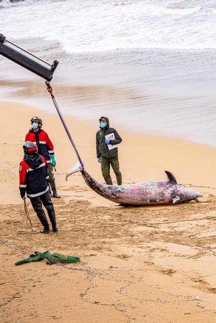El cadáver de un delfín apareció este sábado en aguas de la playa de San Lorenzo. Las mareas arrastraron al animal hasta la zona de la Escalerona.