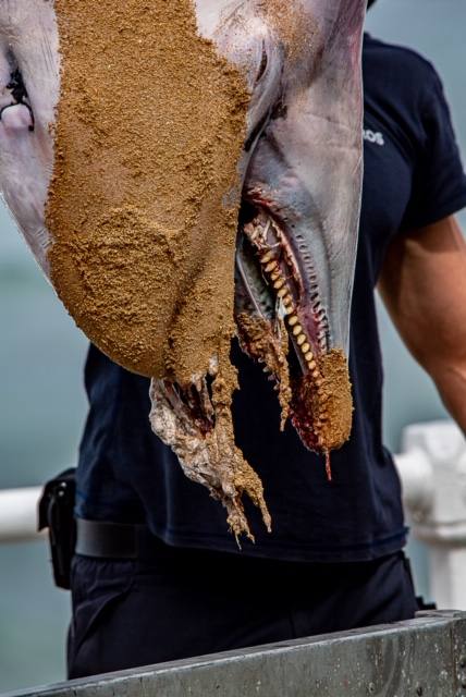 El cadáver de un delfín apareció este sábado en aguas de la playa de San Lorenzo. Las mareas arrastraron al animal hasta la zona de la Escalerona.