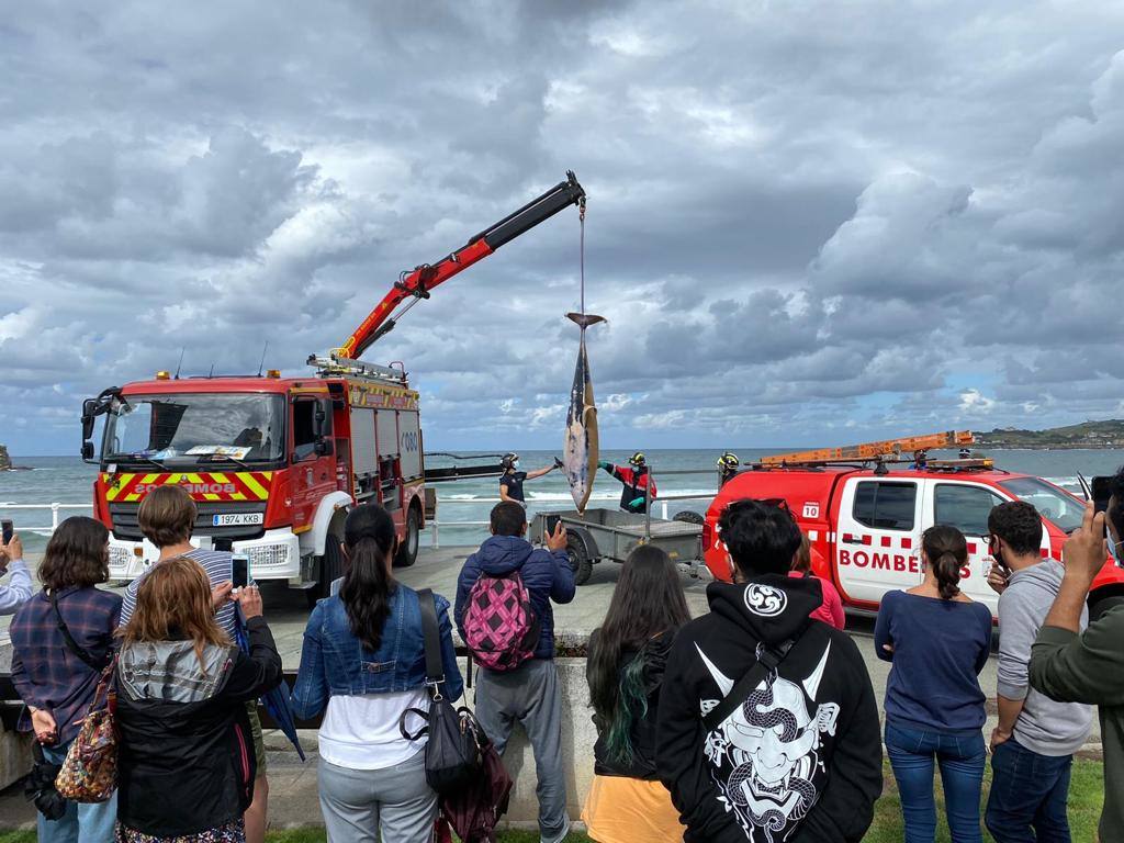 El cadáver de un delfín apareció este sábado en aguas de la playa de San Lorenzo. Las mareas arrastraron al animal hasta la zona de la Escalerona.