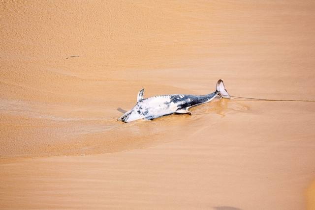 El cadáver de un delfín apareció este sábado en aguas de la playa de San Lorenzo. Las mareas arrastraron al animal hasta la zona de la Escalerona.