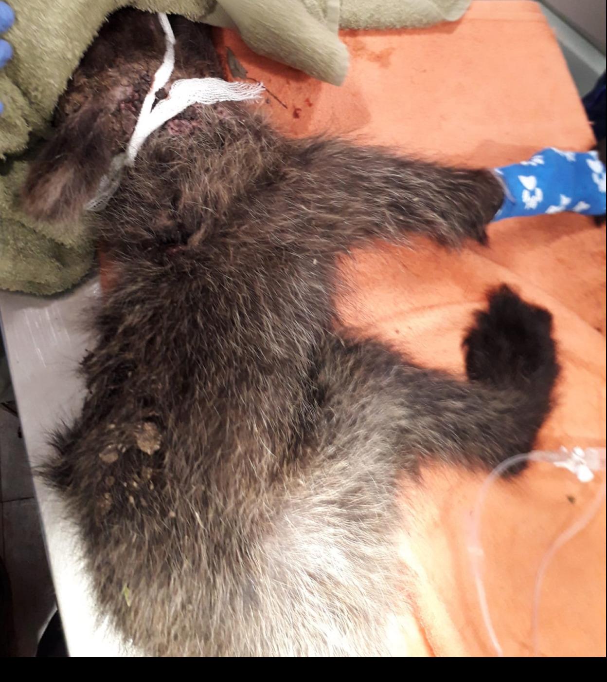 Los veterinarios tratan de estabilizar al ejemplar. 