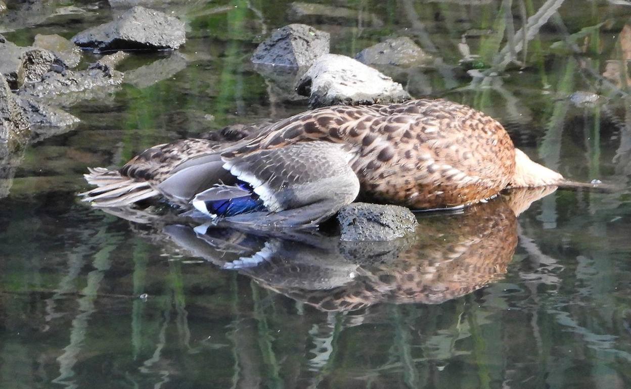 Imagen captada por el Colectivo Ecologista de un pato muerto en el cauce alto de la ría. 