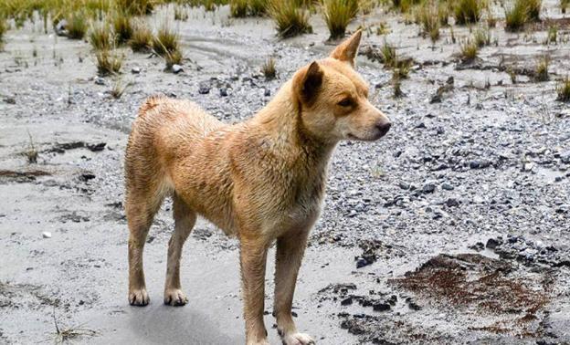 Científicos han demostrado que el perro salvaje de las tierras altas y el perro cantor de Nueva Guinea son la misma raza