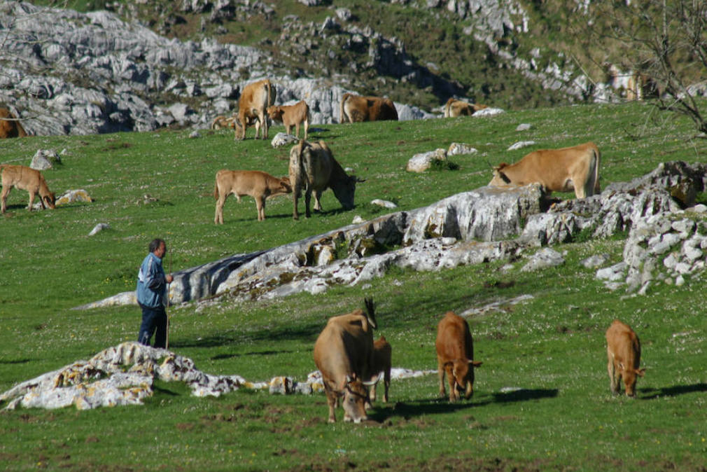 En el año 1994, el galardón reconoció la labor de los pastores de Picos de Europa.