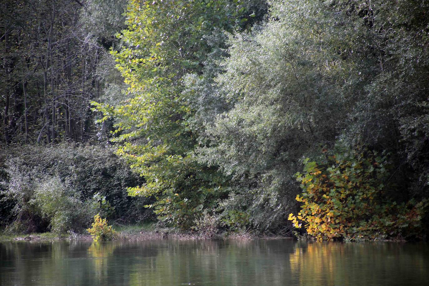 El Monumento Natural Saucedas de Buelles comprende las saucedas y alisedas de las dos márgenes del tramo del río Deva que se extiende entre las localidades de El Mazu, Narganes y Buelles, en Peñamellera Baja. El decreto publicado en 2002 describe así la singularidad del espacio: “Ríos anchos y caudalosos de amplias vegas aluviales llanas son escasos en Asturias, restringiéndose prácticamente a los tramos bajos del Nalón y el Narcea, en el centro de la región. Sin embargo, los tramos medios del Deva, a la altura de la aldea de Buelles, muy cerca ya del límite oriental con Cantabria, presentan vegas de este tipo en óptimo estado de conservación”. Al encontrarse en tierras fértiles y fácilmente inundables, este tipo de formaciones arbóreas han sufrido cuantiosas agresiones a lo largo de la historia, pero “las saucedas arbóreas de Buelles constituyen probablemente las mayores y mejor desarrolladas de toda la cornisa cantábrica”.