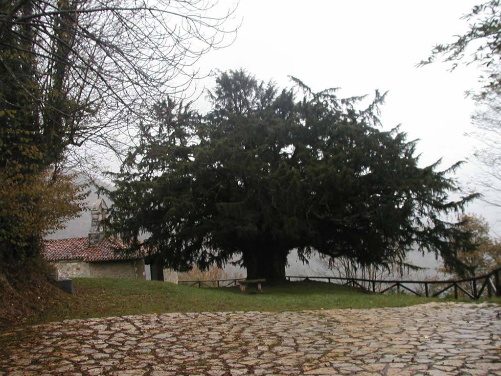 No solo de formaciones boscosas presume Asturias; también, de árboles singulares y únicos. Uno de ellos es el tejo de Bermiego, en Quirós, Monumento Natural desde 1995. Ubicado en las faldas de la sierra del Aramo, a más de 700 metros de altitud, este ejemplar, considerado el más antiguo de Asturias y uno de los más antiguos de Europa, con una edad estimada de mil años, alcanza los trece metros de altura, su diámetro roza los siete metros y su copa, los 15. Todas las partes del tejo, a excepción del arilo de las bayas, contienen un potente veneno (taxina) y apenas hay ermita o capilla, como es el caso de la Bermiego, que no tengan o hayan tenido cerca un ejemplar, razones suficientes para dar a esta especie un halo de magia y misticismo. Se cuenta, además, que los astures utilizaron su veneno para impreganar las puntas de las flechas con las que combatieron a las tropas romanas.