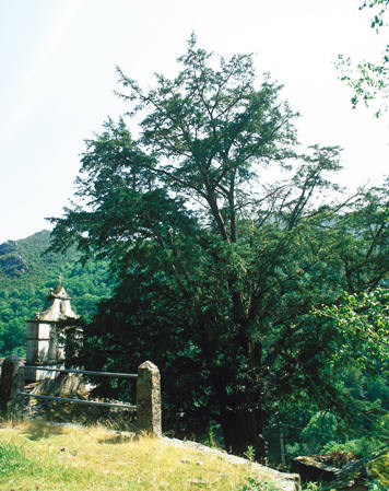 De acuerdo a la costumbre, junto a la capilla del pequeño núcleo de Pastur, en Illano, pervive un tejo declarado Monumento Natural en 2003. Tiene 17,5 metros de altura, un diámetro de más de cuatro metros y 20 de copa. En enero de 2009, un fuerte vendaval partió el tronco por la mitad, lo que obligó a intervenir al Principado para sanearlo y asegurar la conservación de un árbol que tiene unos 400 años.