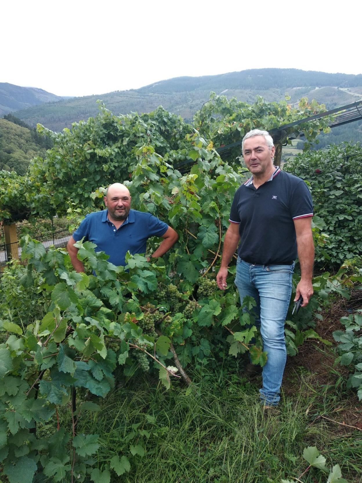 Juan López y Pedro Sánchez cuentan con dos hectáreas de viñedos en Pesoz. 