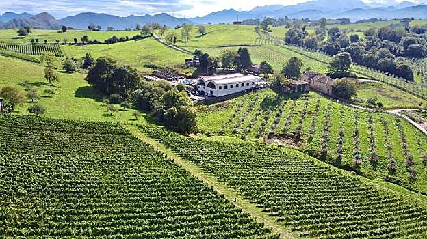 Los viñedos y, al fondo, las bodegas junto al Palacio de Nevares y su capilla, en Huexes. 