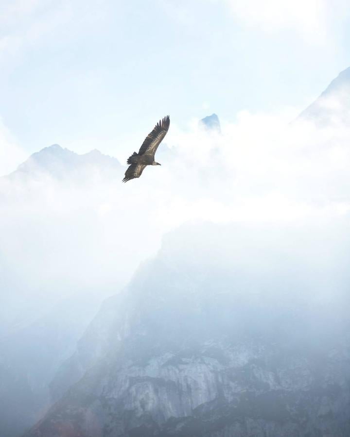 Un buitre sobrevuela el cielo con el Picu Urriellu de fondo (camuflado por la niebla). Foto: Juan Arechaga