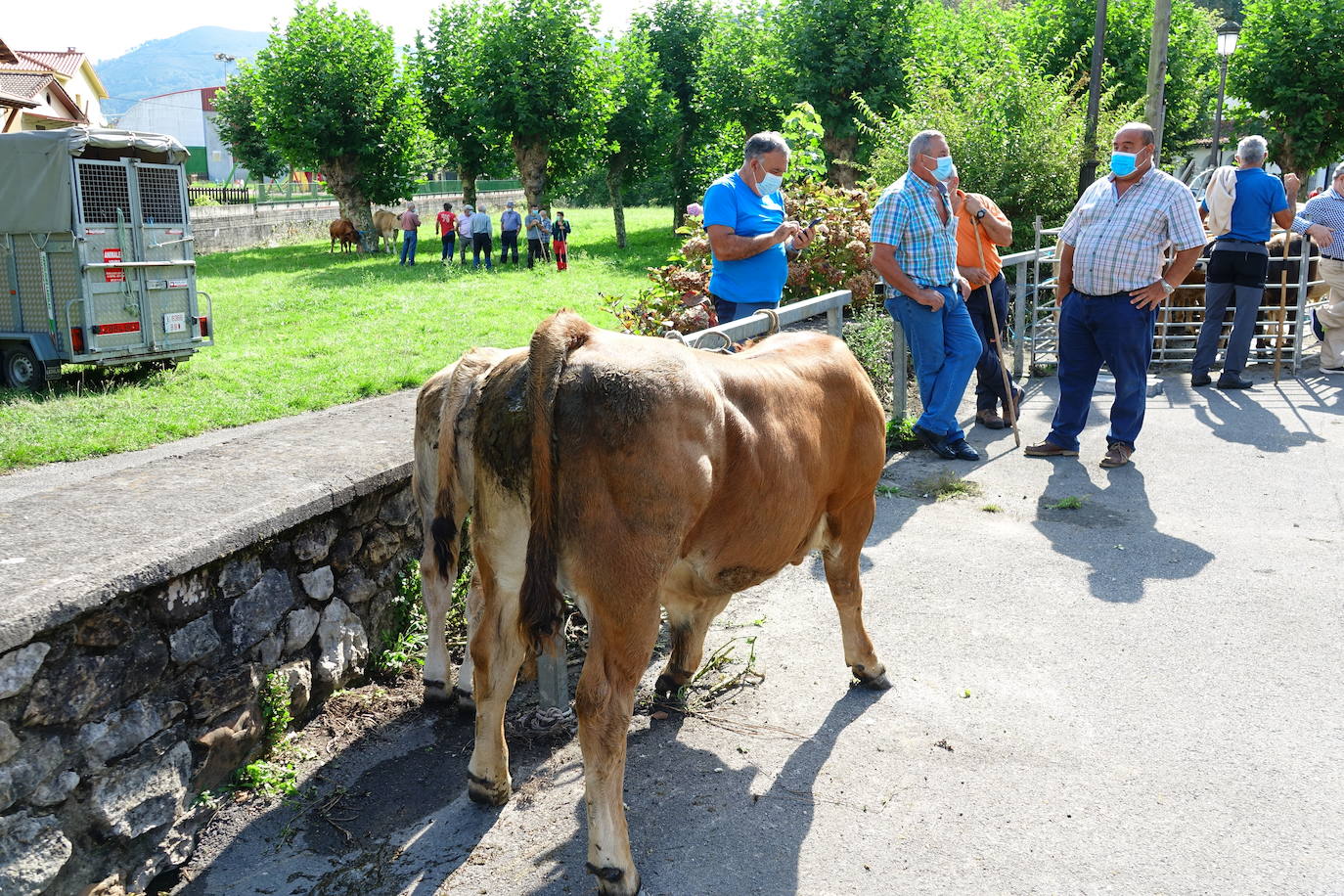 La feria de San Mateo, en Benia de Onís, inauguró este lunes la temporada 'post covid' de unas de las citas más esperadas por parte de los ganaderos de la zona. Lamentaron la caída de demanda y de precios en una jornada con apenas un centenar de animales.