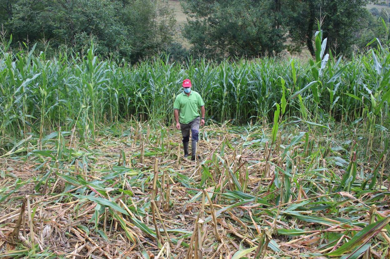 José Manuel López camina por la zona de su plantación de maíz destrozada por los jabalíes. 