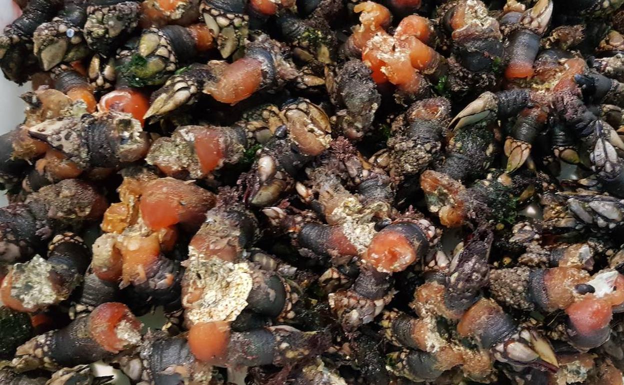 Multados con 480 euros por capturar ilegalmente 22 kilos de percebes en Cudillero