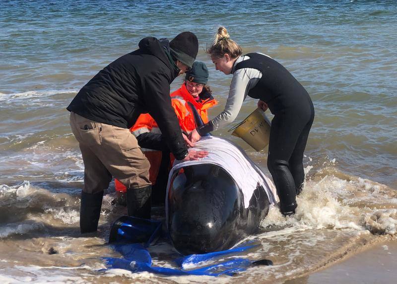 Se trata del grupo de unas 200 ballenas piloto que se han quedado varadas en la costa occidental de la isla de Tasmania, después de que las autoridades australianas iniciaran un operación para rescatar a otras 270 varadas el lunes. Los miembros de los equipos de rescate han especificado que este nuevo grupo se ha hallado durante la mañana de este miércoles a unos 7 kilómetros al sur de la ubicación en la que quedaron varadas las otras ballenas, Macquarie Harbour. La bióloga de fauna silvestre del Programa de Conservación Marina Kris Carlyon ha lamentado que es el mayor número de ballenas varadas registrado en Tasmania. Asimismo, ha descrito la situación como «de confrontación», asegurando que puede oírse a las ballenas llamándose unas a otras en señal de socorro.