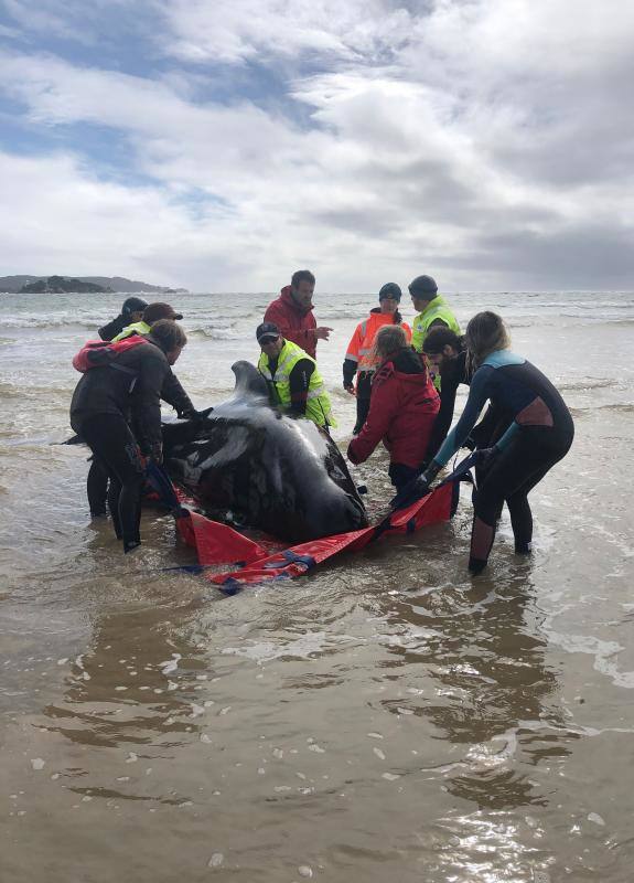 Se trata del grupo de unas 200 ballenas piloto que se han quedado varadas en la costa occidental de la isla de Tasmania, después de que las autoridades australianas iniciaran un operación para rescatar a otras 270 varadas el lunes. Los miembros de los equipos de rescate han especificado que este nuevo grupo se ha hallado durante la mañana de este miércoles a unos 7 kilómetros al sur de la ubicación en la que quedaron varadas las otras ballenas, Macquarie Harbour. La bióloga de fauna silvestre del Programa de Conservación Marina Kris Carlyon ha lamentado que es el mayor número de ballenas varadas registrado en Tasmania. Asimismo, ha descrito la situación como «de confrontación», asegurando que puede oírse a las ballenas llamándose unas a otras en señal de socorro.