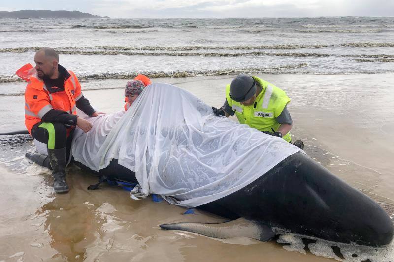 Se trata del grupo de unas 200 ballenas piloto que se han quedado varadas en la costa occidental de la isla de Tasmania, después de que las autoridades australianas iniciaran un operación para rescatar a otras 270 varadas el lunes. Los miembros de los equipos de rescate han especificado que este nuevo grupo se ha hallado durante la mañana de este miércoles a unos 7 kilómetros al sur de la ubicación en la que quedaron varadas las otras ballenas, Macquarie Harbour. La bióloga de fauna silvestre del Programa de Conservación Marina Kris Carlyon ha lamentado que es el mayor número de ballenas varadas registrado en Tasmania. Asimismo, ha descrito la situación como «de confrontación», asegurando que puede oírse a las ballenas llamándose unas a otras en señal de socorro.