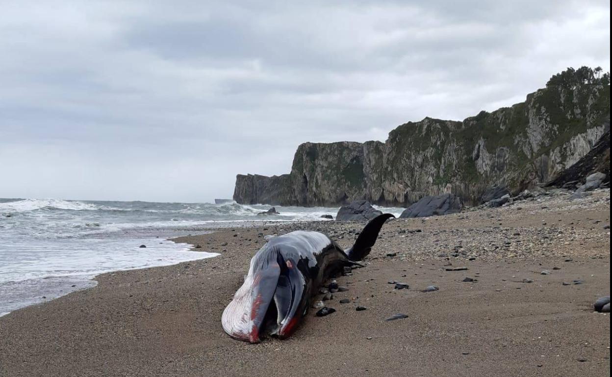 Ejemplar de rorcual hallado en la playa de Arra, en Ribadesella. 