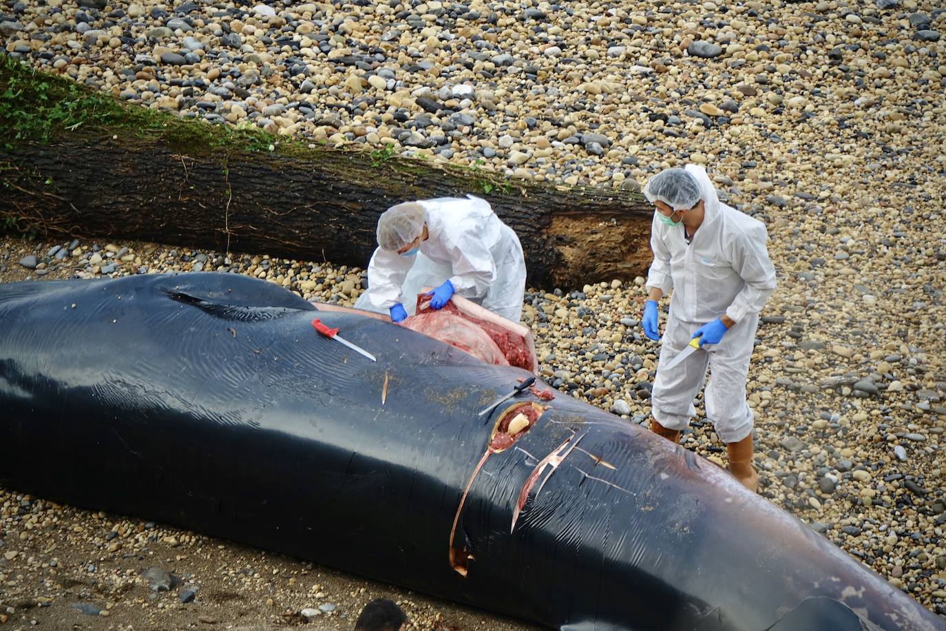 Personal del Principado ha descendido este lunes a la playa del Arra (Ribadesella) para analizar los restos del cetáceo que apareció varado en el arenal asturiano. Se trata de un rorcual norteño de 7,8 metros de longitud y dos toneladas de peso, una especie poco común en esta zona y, hasta la fecha, no hay constancia de varamientos de estos ejemplares. 
