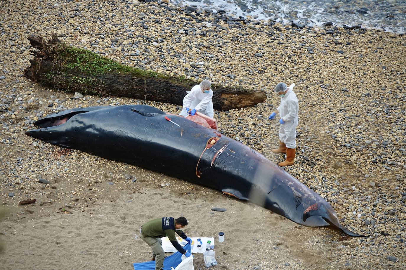 Personal del Principado ha descendido este lunes a la playa del Arra (Ribadesella) para analizar los restos del cetáceo que apareció varado en el arenal asturiano. Se trata de un rorcual norteño de 7,8 metros de longitud y dos toneladas de peso, una especie poco común en esta zona y, hasta la fecha, no hay constancia de varamientos de estos ejemplares. 