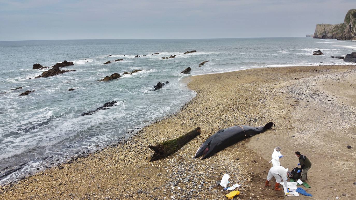 Personal del Principado ha descendido este lunes a la playa del Arra (Ribadesella) para analizar los restos del cetáceo que apareció varado en el arenal asturiano. Se trata de un rorcual norteño de 7,8 metros de longitud y dos toneladas de peso, una especie poco común en esta zona y, hasta la fecha, no hay constancia de varamientos de estos ejemplares. 