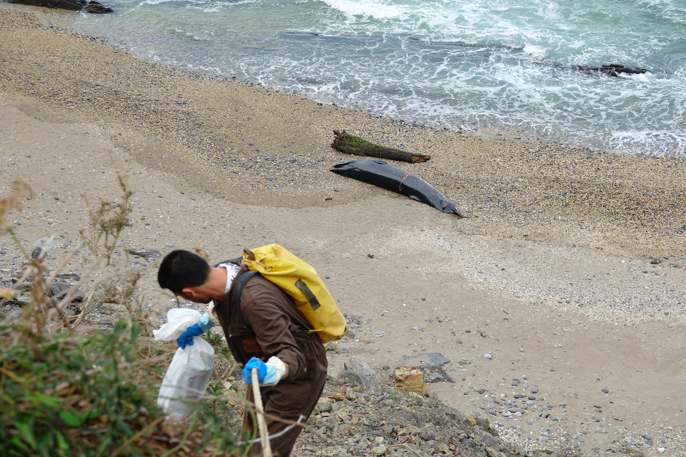 Personal del Principado ha descendido este lunes a la playa del Arra (Ribadesella) para analizar los restos del cetáceo que apareció varado en el arenal asturiano. Se trata de un rorcual norteño de 7,8 metros de longitud y dos toneladas de peso, una especie poco común en esta zona y, hasta la fecha, no hay constancia de varamientos de estos ejemplares. 