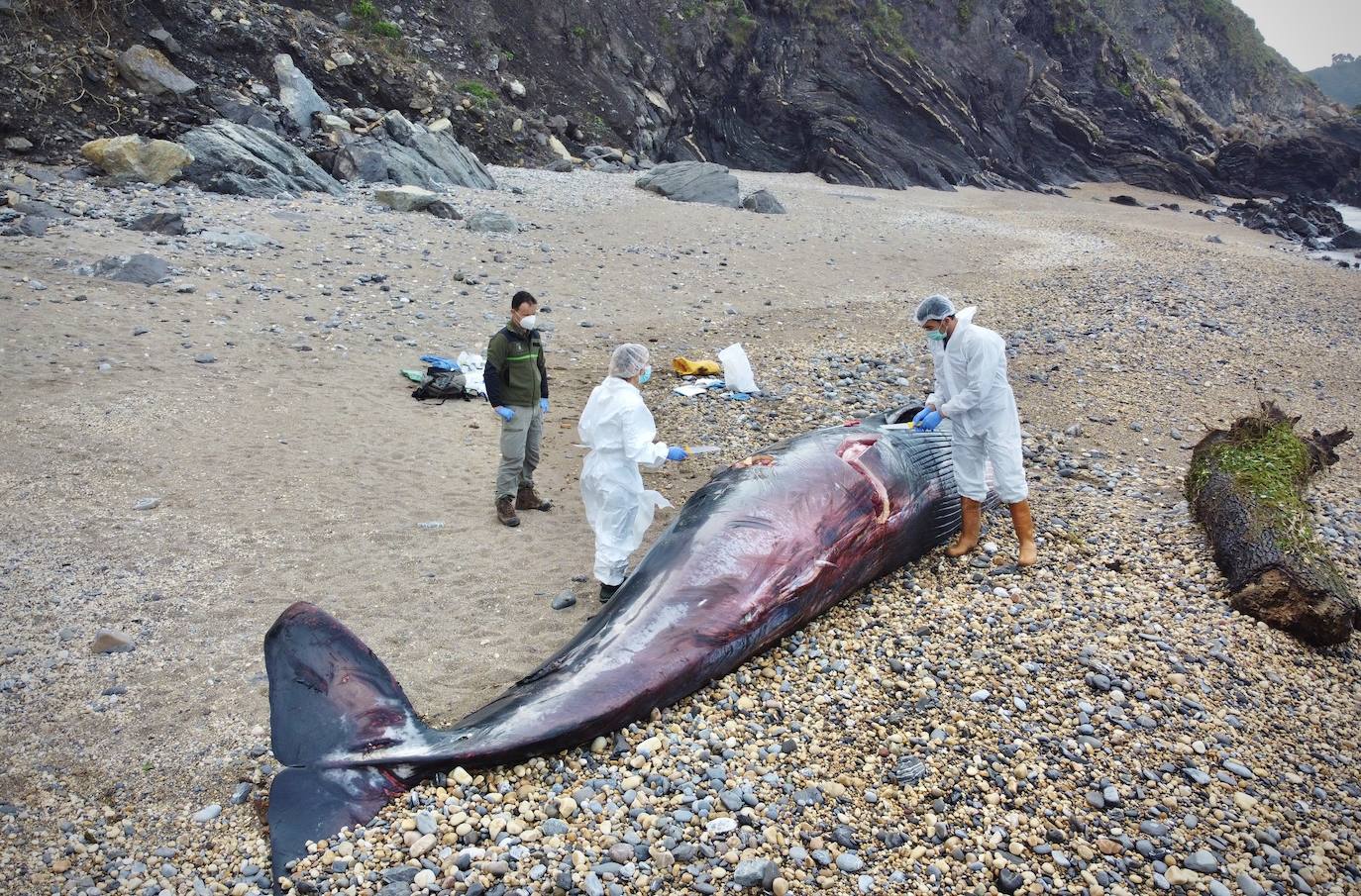 Personal del Principado ha descendido este lunes a la playa del Arra (Ribadesella) para analizar los restos del cetáceo que apareció varado en el arenal asturiano. Se trata de un rorcual norteño de 7,8 metros de longitud y dos toneladas de peso, una especie poco común en esta zona y, hasta la fecha, no hay constancia de varamientos de estos ejemplares. 