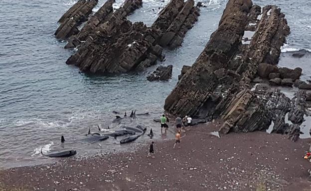 Varias personas observan a los cetáceos varados en Carreño. 
