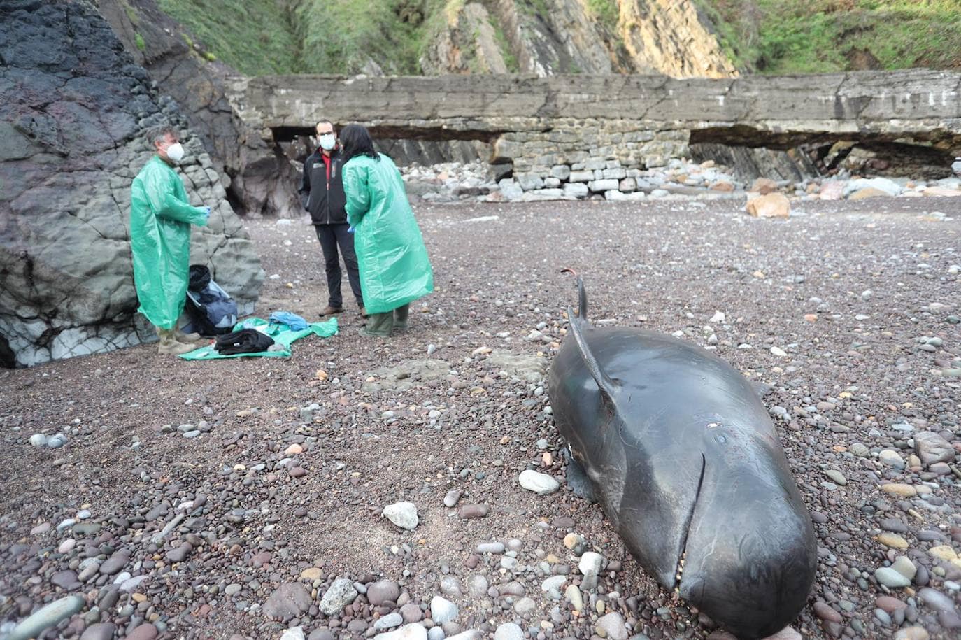 Casi veinte calderones tropicales quedaron varados el pasado lunes en cala Morís, en Carreño. Los cetáceos quedaron atrapados en la orilla sin lograr volver mar adentro a pesar del esfuerzo de vecinos y miembros del Club Delfín. Este martes los expertos han vuelto a la zona para comprobar el estado de los animales. 