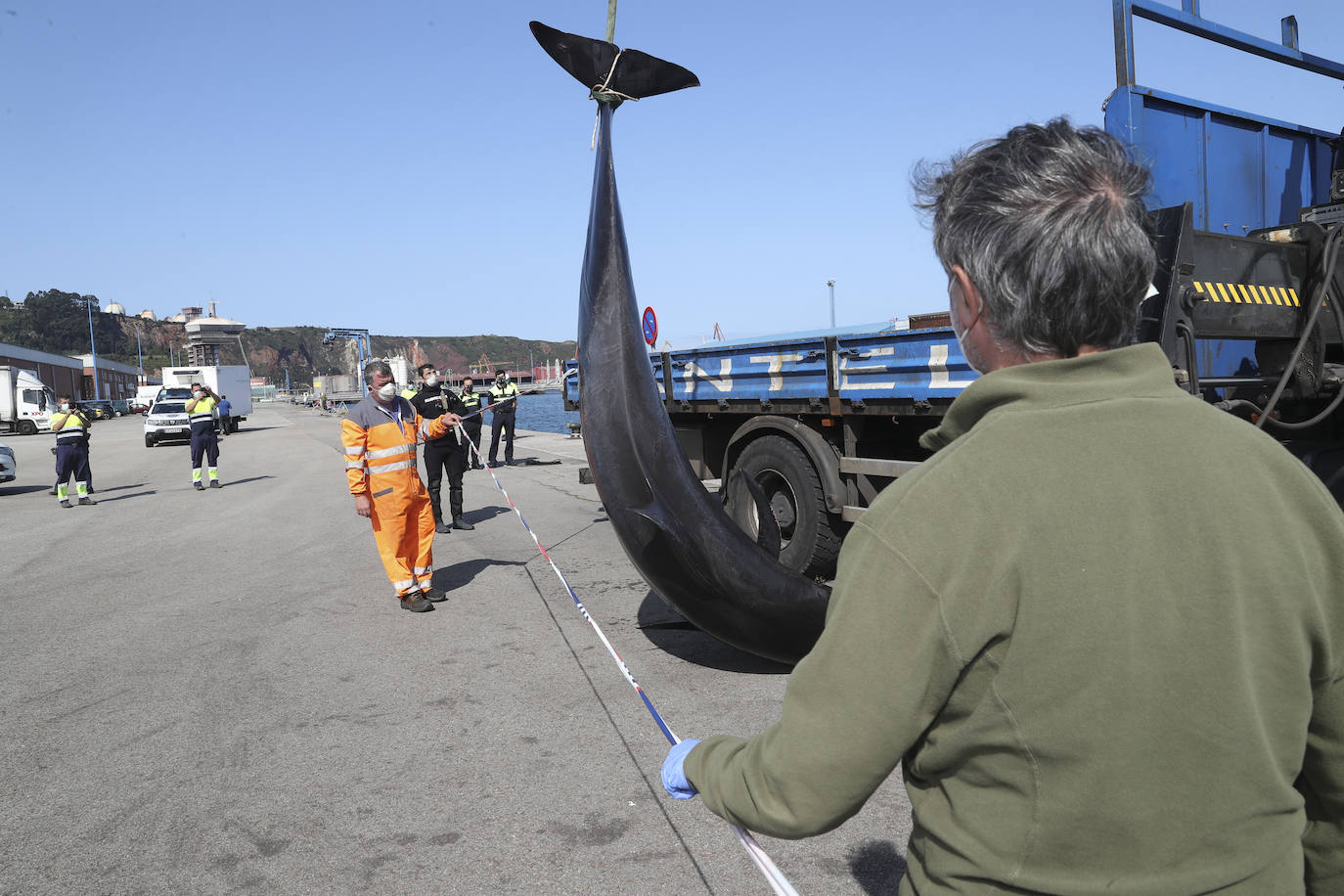 Casi veinte calderones tropicales quedaron varados el pasado lunes en cala Morís, en Carreño. Los cetáceos quedaron atrapados en la orilla sin lograr volver mar adentro a pesar del esfuerzo de vecinos y miembros del Club Delfín. Este martes los expertos han vuelto a la zona para comprobar el estado de los animales. Nueve de los calderones que quedaron varados han fallecido y el resto fueron guiados a alta mar