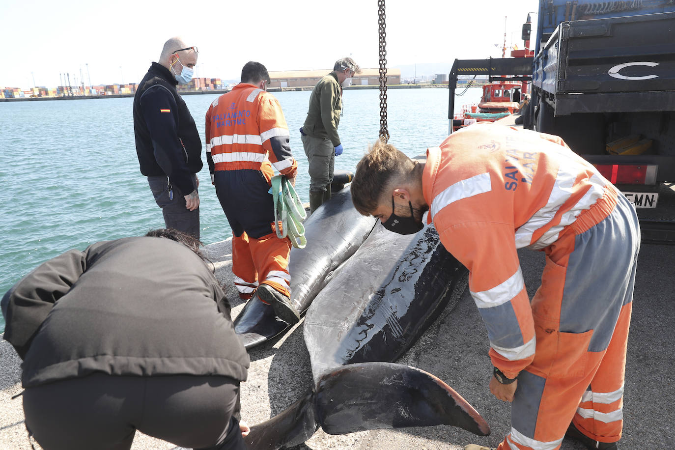 Casi veinte calderones tropicales quedaron varados el pasado lunes en cala Morís, en Carreño. Los cetáceos quedaron atrapados en la orilla sin lograr volver mar adentro a pesar del esfuerzo de vecinos y miembros del Club Delfín. Este martes los expertos han vuelto a la zona para comprobar el estado de los animales. Nueve de los calderones que quedaron varados han fallecido y el resto fueron guiados a alta mar