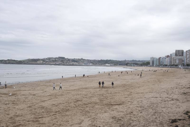 Como todos los años, el primer día de octubre supone el regreso de los perros a la playa de San Lorenzo. Los canes volvieron a disfrutar a lo grande del arenal gijonés.