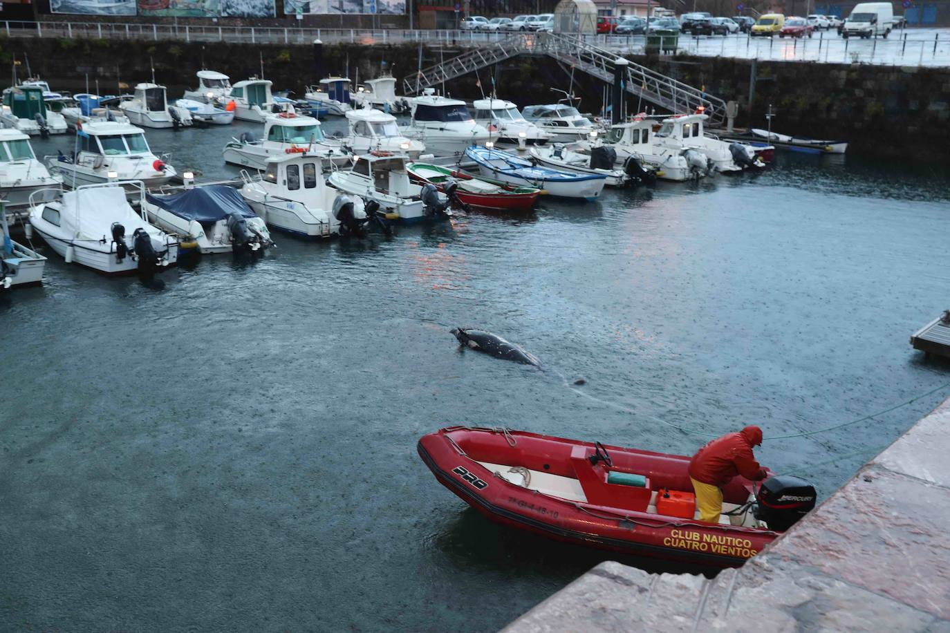 El hallazgo de un calderón en El Tranqueru eleva a diez el número de cetáceos muertos en la costa de Carreño. Sus restos se han retirado este viernes.