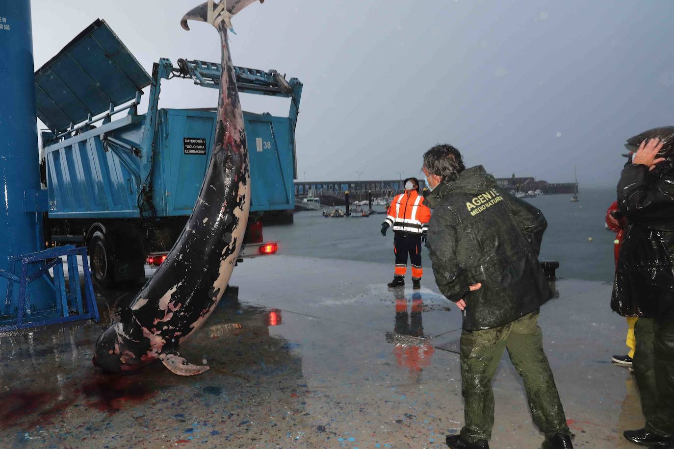 El hallazgo de un calderón en El Tranqueru eleva a diez el número de cetáceos muertos en la costa de Carreño. Sus restos se han retirado este viernes.