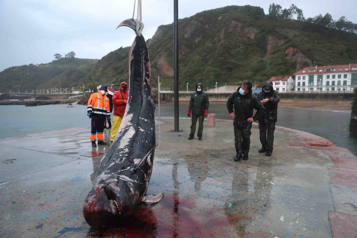 El hallazgo de un calderón en El Tranqueru eleva a diez el número de cetáceos muertos en la costa de Carreño. Sus restos se han retirado este viernes.