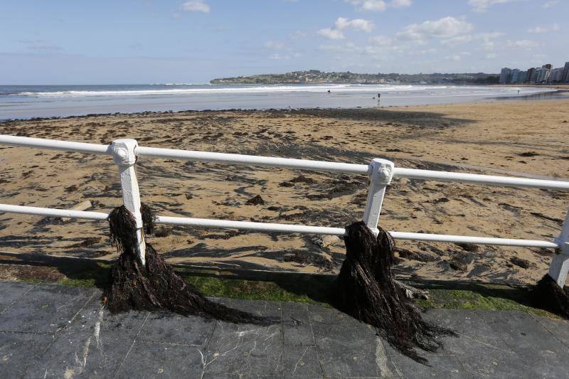 La pleamar de las 6.54 horas, de 3,83 metros, lanzó numerosas algas al paseo del Muro