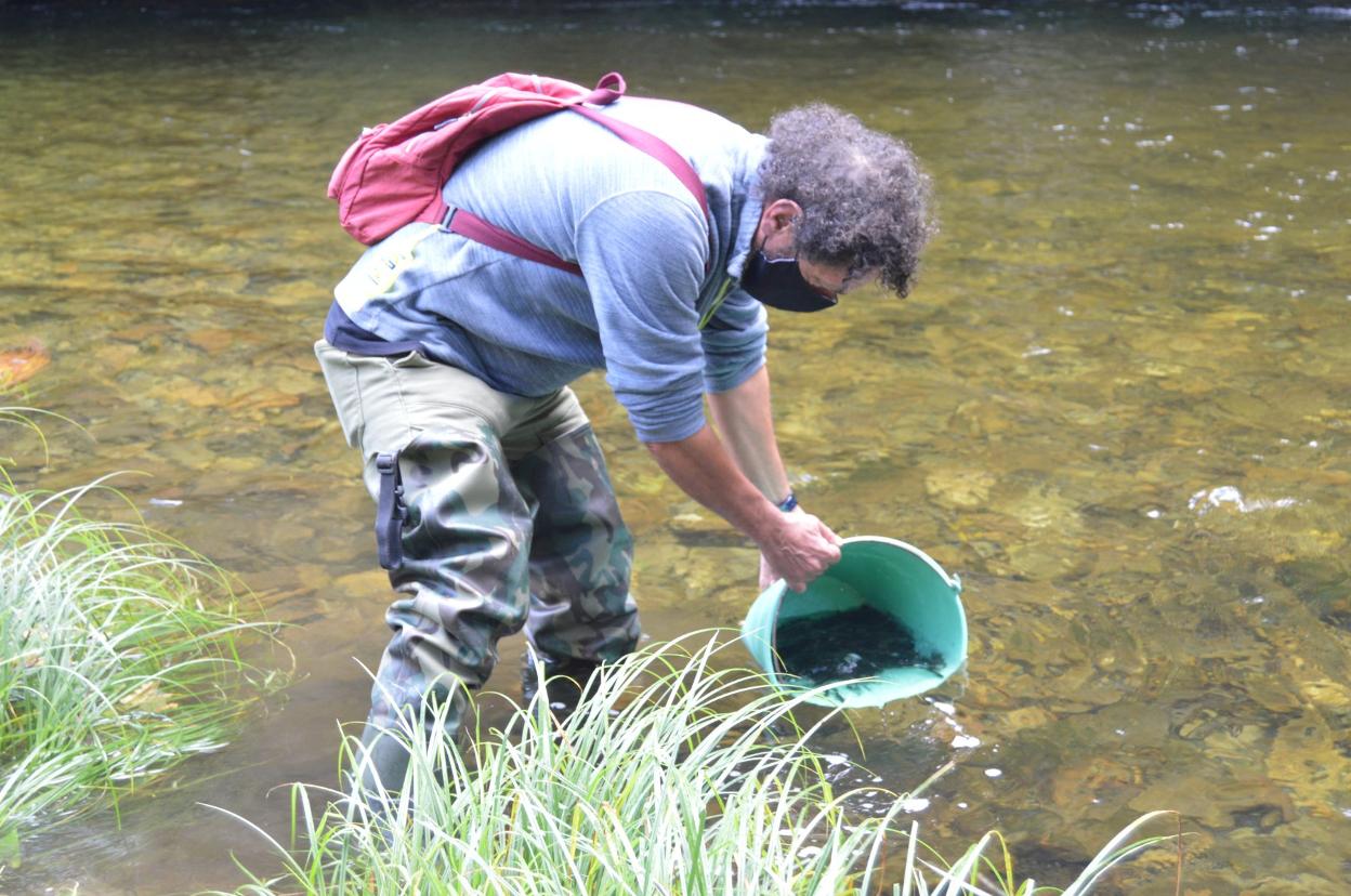 Román Herrero suelta alevines de trucha en el río. 