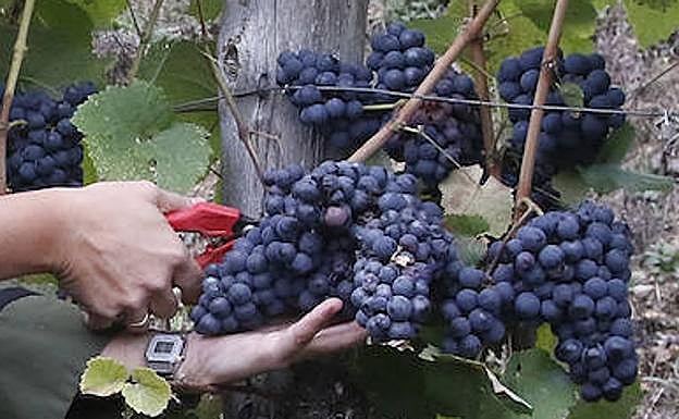 Imagen principal - Tras cortar el racimo entero, la uva va a la caja, que es pesada y se anotan kilos y fecha de vendimia. En Vidas, después, parte de la uva carrasquín se despalilla y parte se pisa como se ve en la imagen.