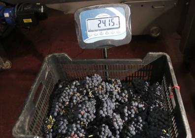 Imagen secundaria 1 - Tras cortar el racimo entero, la uva va a la caja, que es pesada y se anotan kilos y fecha de vendimia. En Vidas, después, parte de la uva carrasquín se despalilla y parte se pisa como se ve en la imagen.