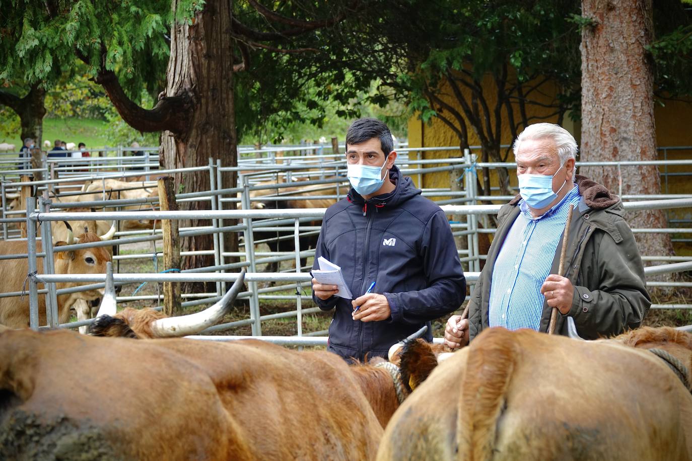 El certamen ganadero de Santa Teresa, en Infiesto, que se ha celebrado este martes, ha confirmado que la ganadería atraviesa un momento que los propios profesionales definen como «triste», con ventas a la baja y precios «por los suelos». Al recinto ferial, ubicado en la antigua piscifactoría de la capital piloñesa, llegaron mil reses –principalmente de vacuno– en busca de compradores, procedentes tanto de Asturias como de otras comunidades del norte. Pero la falta de público —a causa de la pandemia de coronavirus— restó emoción a una jornada pasada además por agua. 