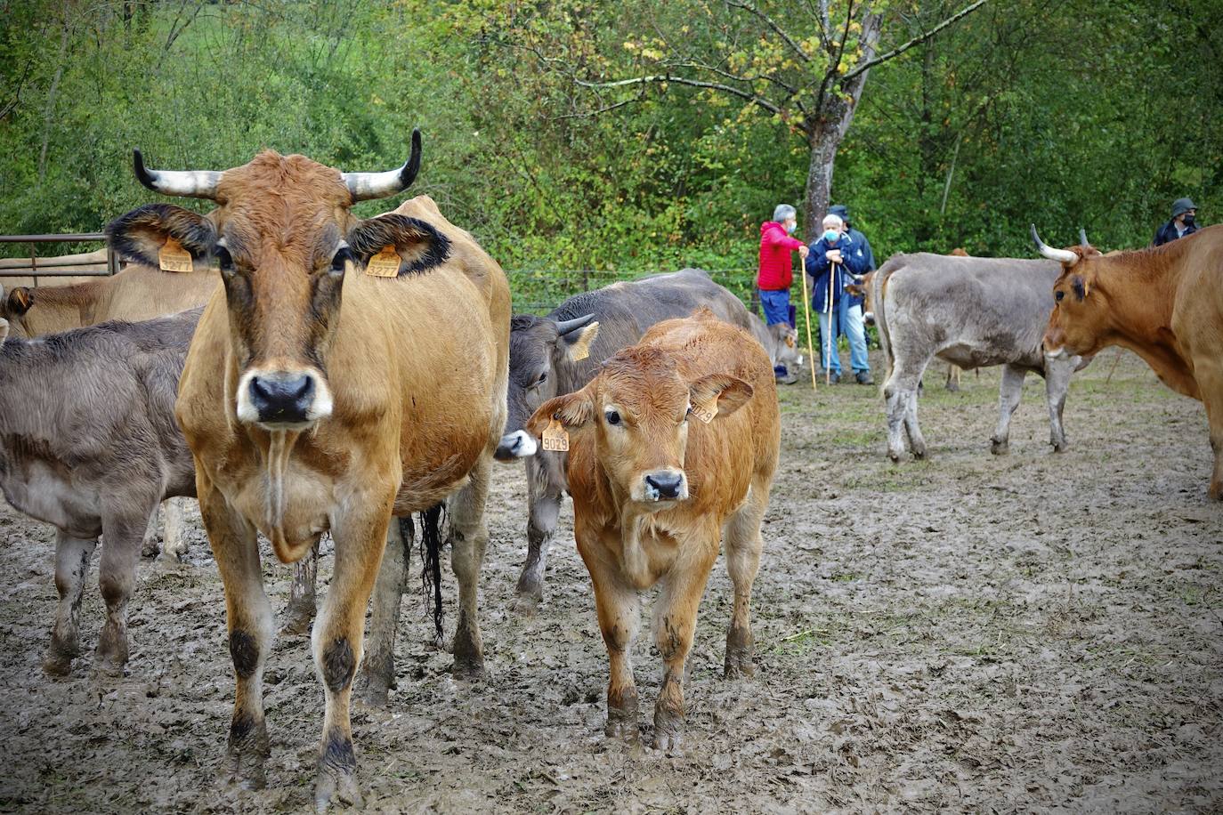 El certamen ganadero de Santa Teresa, en Infiesto, que se ha celebrado este martes, ha confirmado que la ganadería atraviesa un momento que los propios profesionales definen como «triste», con ventas a la baja y precios «por los suelos». Al recinto ferial, ubicado en la antigua piscifactoría de la capital piloñesa, llegaron mil reses –principalmente de vacuno– en busca de compradores, procedentes tanto de Asturias como de otras comunidades del norte. Pero la falta de público —a causa de la pandemia de coronavirus— restó emoción a una jornada pasada además por agua. 