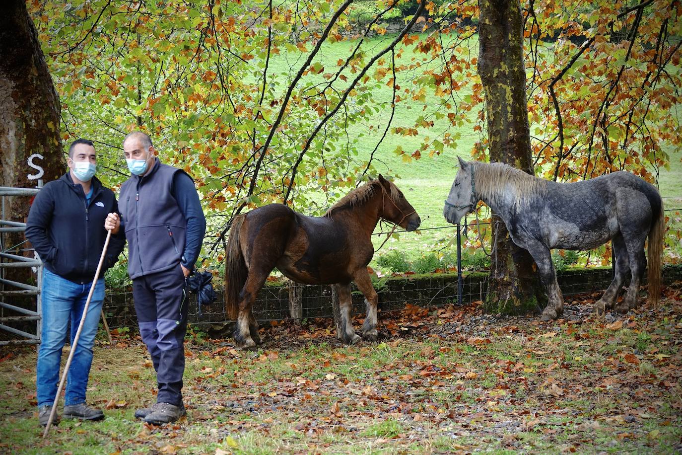 El certamen ganadero de Santa Teresa, en Infiesto, que se ha celebrado este martes, ha confirmado que la ganadería atraviesa un momento que los propios profesionales definen como «triste», con ventas a la baja y precios «por los suelos». Al recinto ferial, ubicado en la antigua piscifactoría de la capital piloñesa, llegaron mil reses –principalmente de vacuno– en busca de compradores, procedentes tanto de Asturias como de otras comunidades del norte. Pero la falta de público —a causa de la pandemia de coronavirus— restó emoción a una jornada pasada además por agua. 