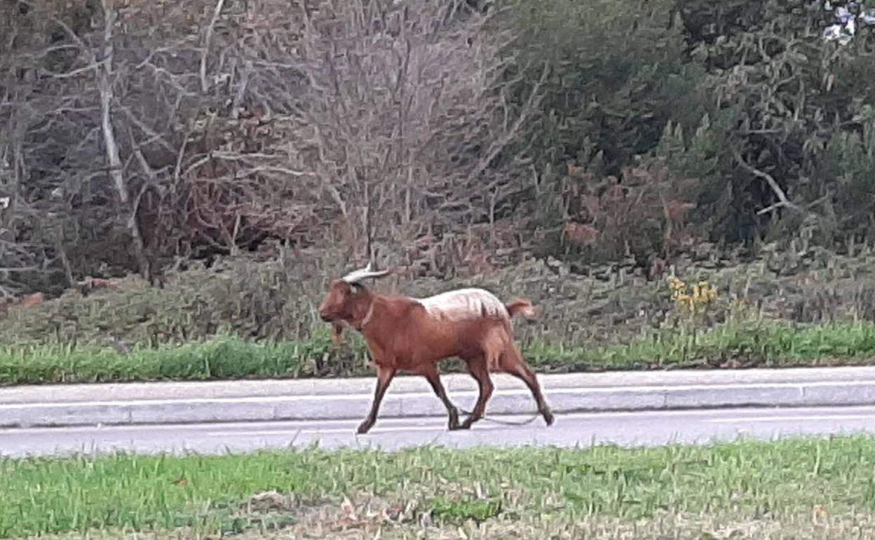 El animal en la avenida de la Pecuaria. 