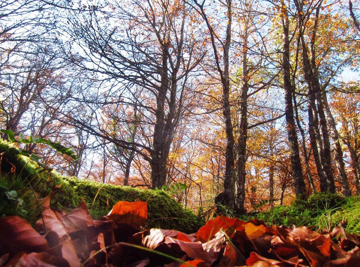 Fotos: Paseo otoñal hasta los corros de la Braña de las Cadenas