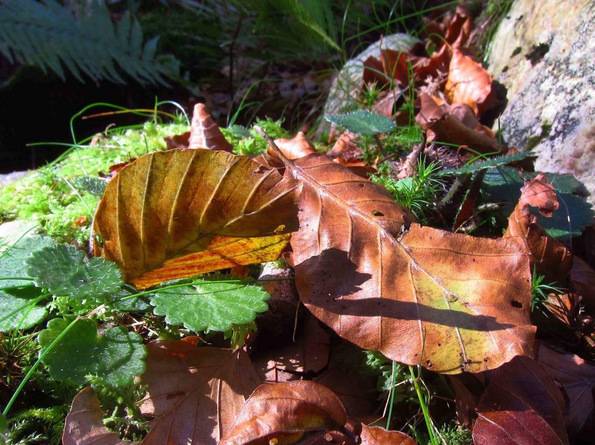 Fotos: Paseo otoñal hasta los corros de la Braña de las Cadenas
