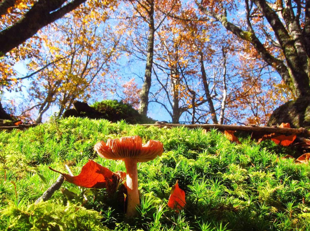 Fotos: Paseo otoñal hasta los corros de la Braña de las Cadenas