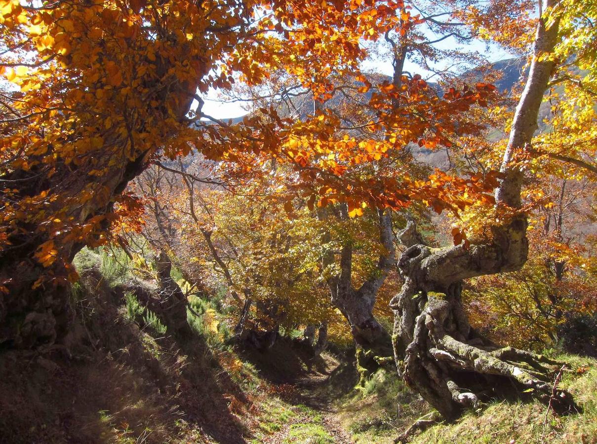 Fotos: Paseo otoñal hasta los corros de la Braña de las Cadenas